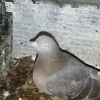 کبوتر|پرنده|بندر کنگان, |دیوار