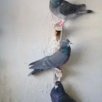 کفتر خوب