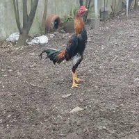 اوشامو ۱۰ماهه)لاری(