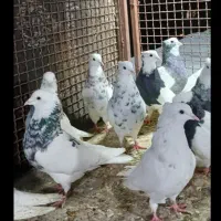 طوقی ناب معاوظه با سیستم یا گوشی لمسی..