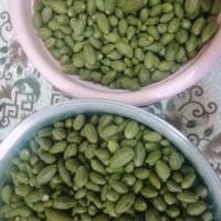 ترشی لگجی در خواس