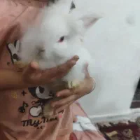 خرگوش|موش و خرگوش|کرمان, |دیوار