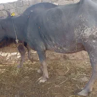 گاومیشدمازدیخ|حیوانات مزرعه|دره رود, |دیوار