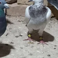 ۲عدد کبوتر|پرنده|قزوین, |دیوار