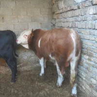 ۲ راس گوساله سوپر