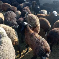 بره شیشک میش قوچ بزغاله، بز|حیوانات مزرعه|پیشوا, |دیوار