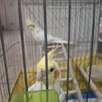 عروس هلندی لوتینو با جوجه