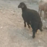 نربره