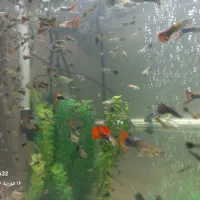 ماهی گوپی *مولد*