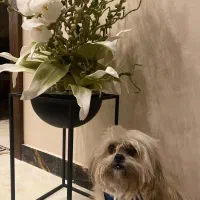 سگ گمشده که صاحبش نابیناست - لطفا کمک کنین|حیوانات|قائمشهر, |دیوار