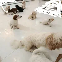 سگ خانگی|سگ|اردکان, |دیوار