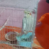 عروس هلندی فروشی