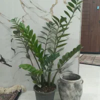 لاک ناخن های سبز