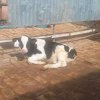 فروش گوساله