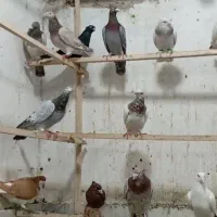 ۳۰ عدد هفرنگ|پرنده|شال, |دیوار