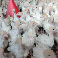 بوقلمون بیوتی