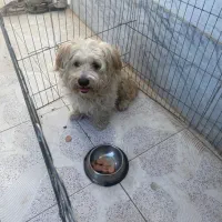 واگذاری سگ|سگ|مشهد, امیریه|دیوار