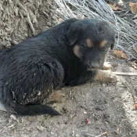 سگ ژرمن|سگ|شمیل, |دیوار