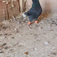 زاغ دم سفید کفتر