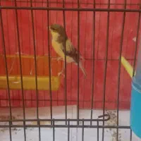 قناری نر بالغ|پرنده|مشهد, میعاد (شهرک غرب)|دیوار