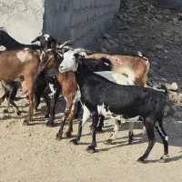 کهره برای داشت گوشت