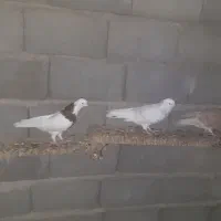 کبوترها|پرنده|طبس, |دیوار