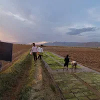 برنج کامفیروزی اصل ( حتما بخونید )|خوردنی و آشامیدنی|شیراز, دوکوهک|دیوار