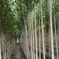 نهالستان فروش نهال های صنوبر بادام و گردو|خدمات باغبانی و درختکاری|پیرانشهر, |دیوار