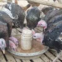 بوقلمون ۷ماهه