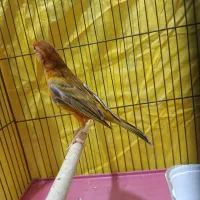 قناری ماده آماده عطیقه|پرنده|شیراز, مسلم|دیوار