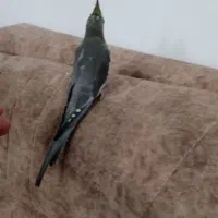 جوجه عروس هلندی|پرنده|رودهن, |دیوار