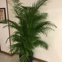 نخل لوکس اریکا ارتفاع ۲.۵۰ بسیارپرشاخه سرحال نایاب