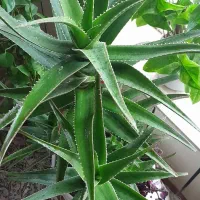 گل قشنگ وبا طراوت|گل و گیاه طبیعی|بجنورد, |دیوار