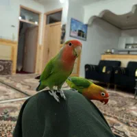 طوطی برزیلی