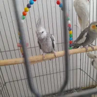 عروس هلندی|پرنده|یزد, |دیوار