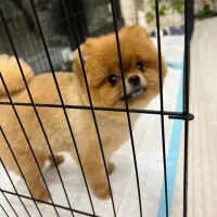 پامرین با کیفیت