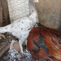 مرغ لاری خروس لاری|حیوانات مزرعه|شیراز, قلعه نو|دیوار