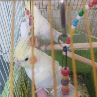 عروس هلندی|پرنده|نسیمشهر, |دیوار