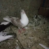 یک جفت ساده
