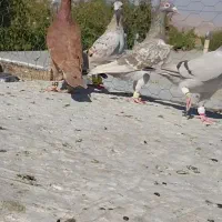 پرنده|پرنده|قزوین, |دیوار