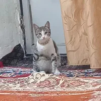 سلام واگذاری گربه رایگان گربه دستی زرنگ ارام