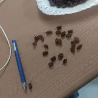 کشمش آفتابی|خوردنی و آشامیدنی|پاکدشت, پاکدشت (مامازند)|دیوار