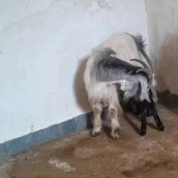 سلام|حیوانات مزرعه|بندر ماهشهر, |دیوار