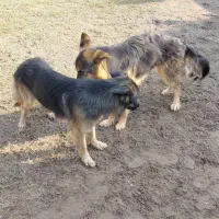 واگذاری رایگان