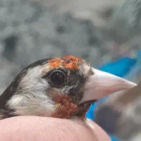 سهره جوجه سال و قناری سرخ ذات قدیم  زیبا|پرنده|شیراز, قلعه نو|دیوار