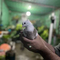 فروش طوقی اجری|پرنده|قائم‌شهر, |دیوار