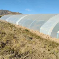 فروش گلخانه  400 متری|عمدهفروشی|سلیمان, |دیوار