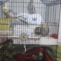 عروس هلندی ۳نر ویک ماده