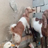 بز ماده آبستن به همراه کهره ماده حدود پنج ماهه|حیوانات مزرعه|نیک شهر, |دیوار