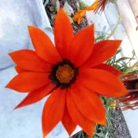 سیم کارت رند